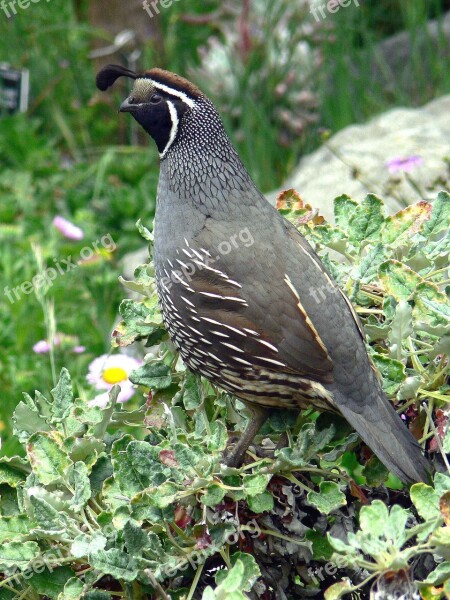 Bush Branch Standing California Quail