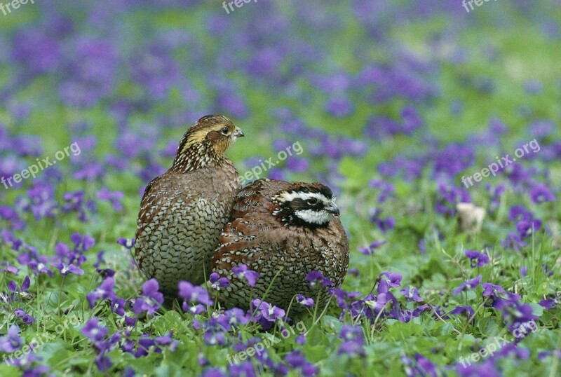 Virginianus Colinus Bobwhite Northern Quail