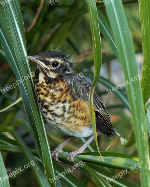 Migratorius Turdus Bird Baby Chick