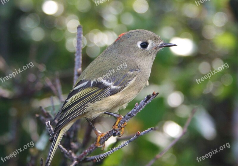 Calendula Regulus Bied Kinglet Crowned