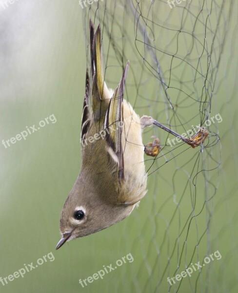 Net Mist Kinglet Crowned Ruby