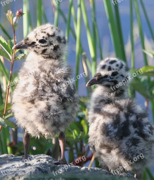 Canus Larus Chicks Gull Mew