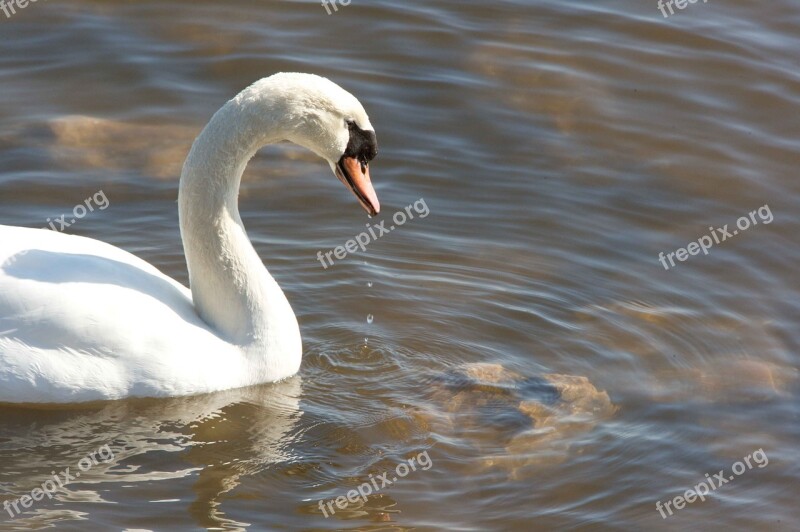 Water Swan Mute Profile Swans