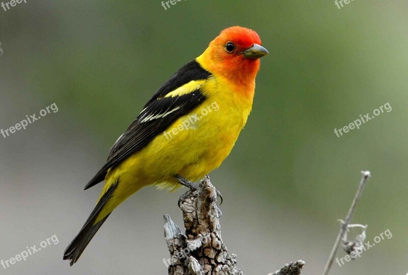 Branch Perches Western Colorful Tanager