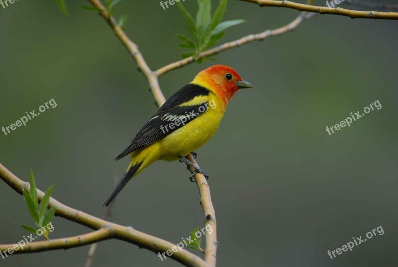 Branch Perched Western Male Tanager