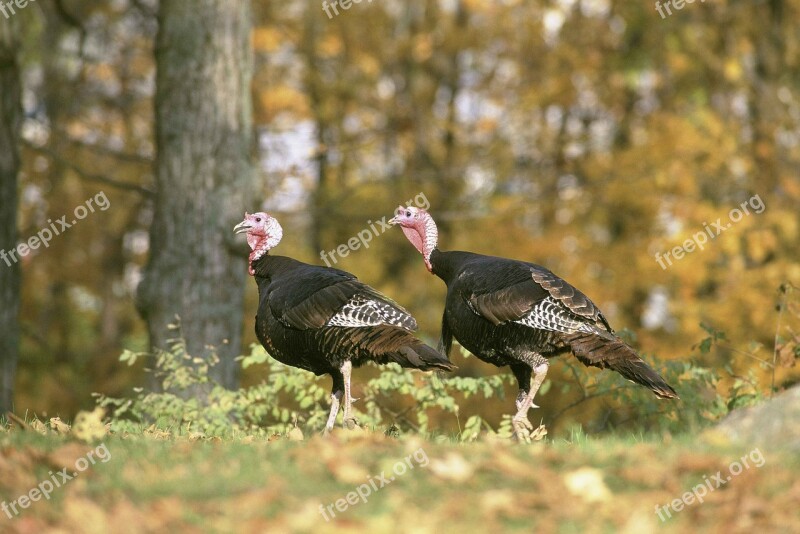 Autumn Woodland Through Walking Gallopavo