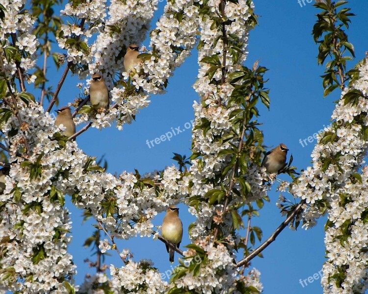 Branches Flowering Perched Waxwings Cedar