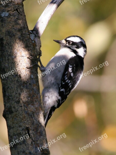 Downy Bird Woodpecker Birds Animals