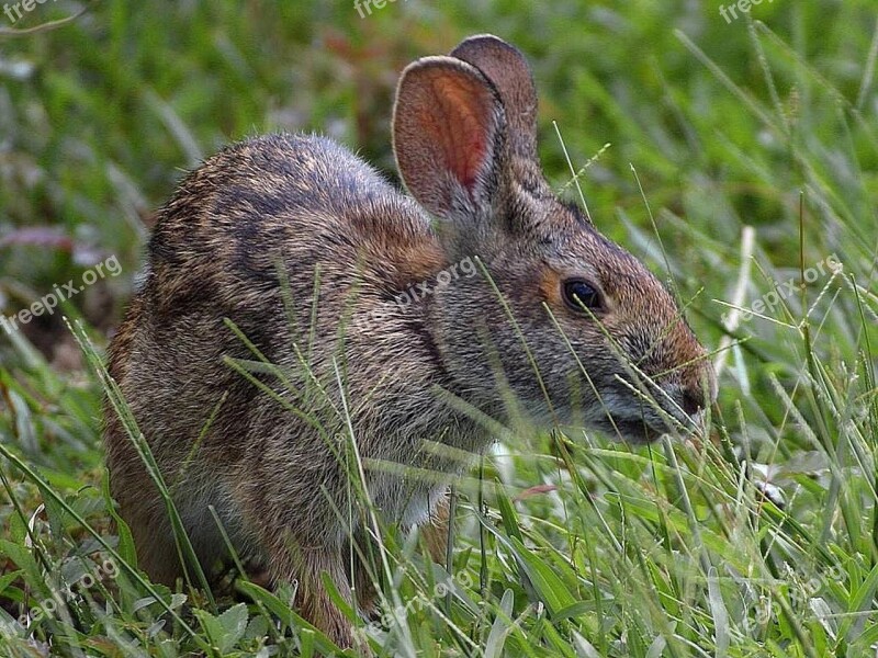 Rabbits Bunnies Rabbit Bunny Animals