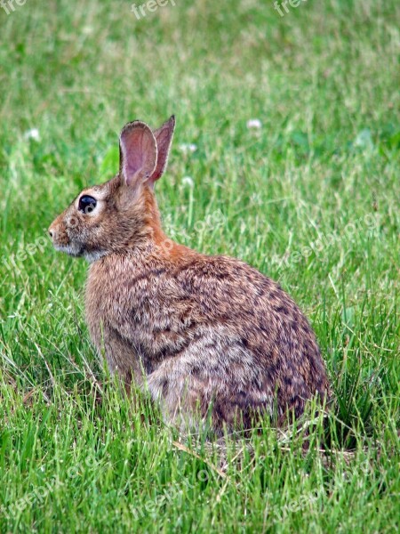 Floridanus Sylvilagus Animal Rabbit Bunny