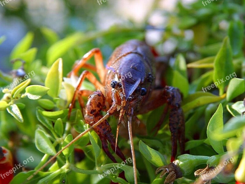 Crayfish Crawdads Crawfish Lobsters Crabs