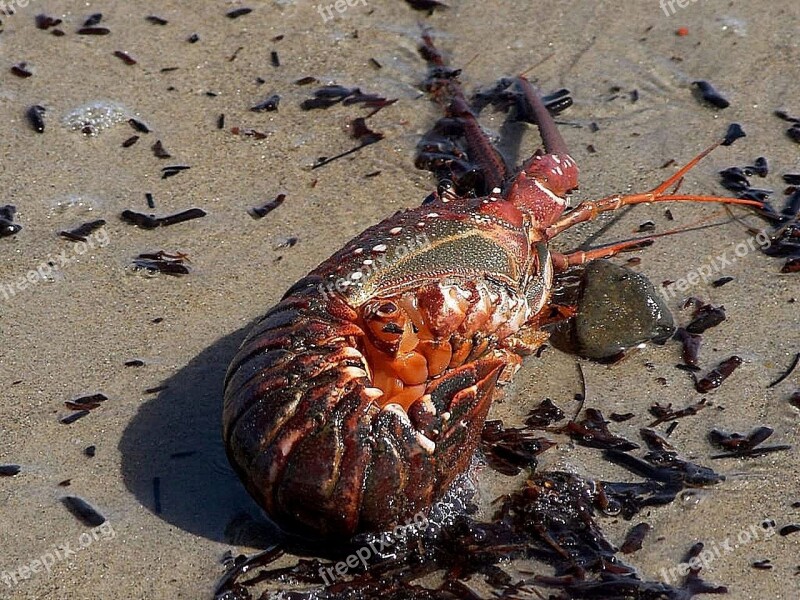 Beach Pacific Washed Lobster Spiny