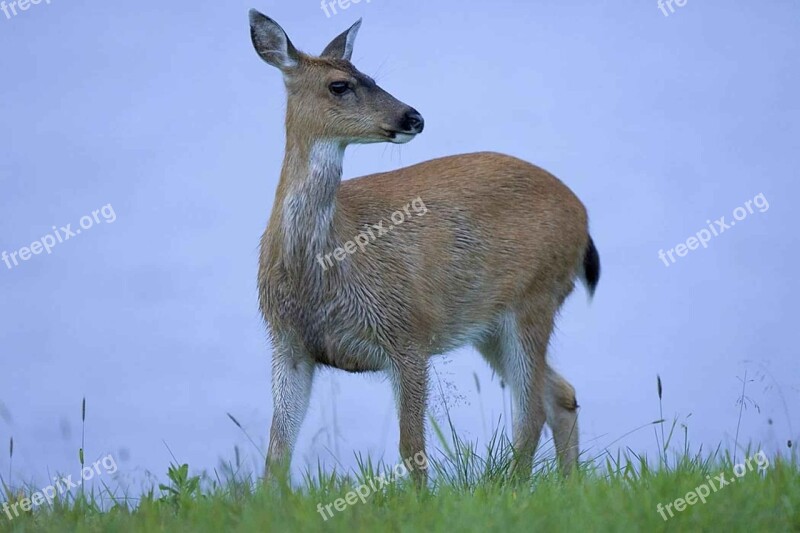 Sitkensis Hemionus Odocoileus Animal Deer