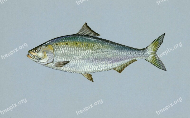 Sapidissima Alosa Fish Shad American