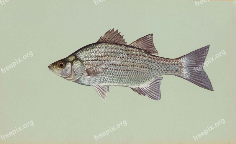 Fish White Chrysops Morone Bass