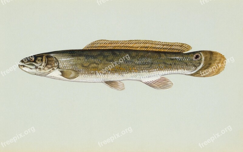 Fish Bowfin Animals Fauna Free Photos