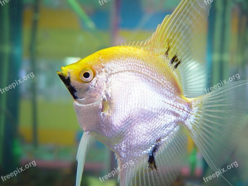 Fish Silver Yellow Fishes Animals