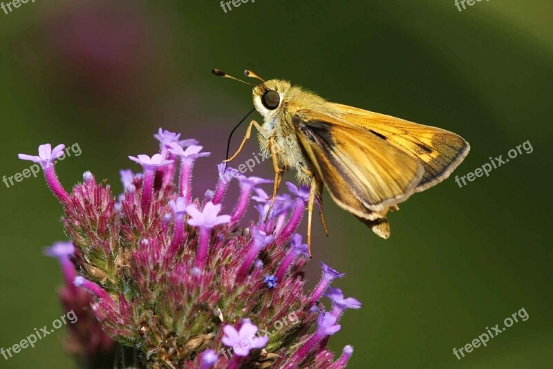 Phlox Garden Comma Hesperia Butterfly