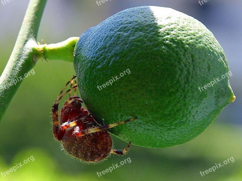 Fruit Spiders Limes Bugs Insects