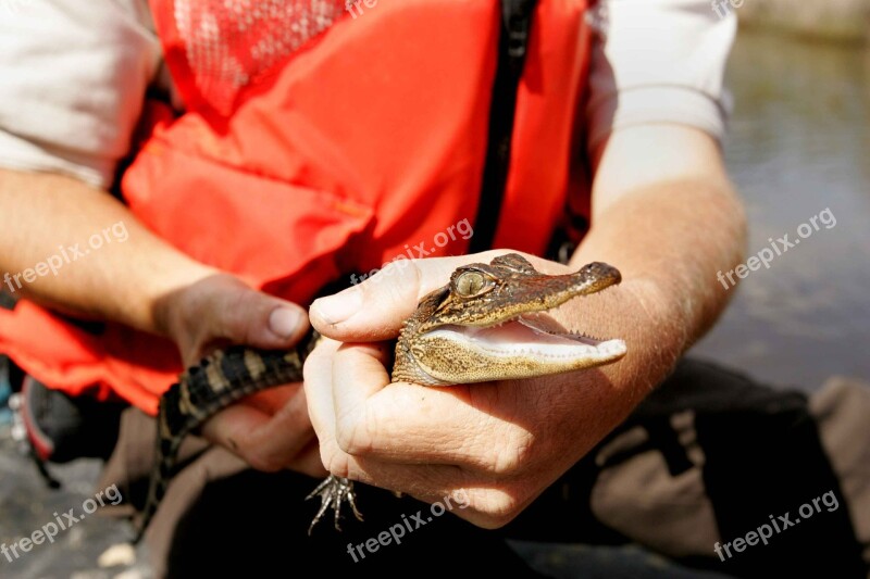 Happy Seems Alligator Baby Crocodiles