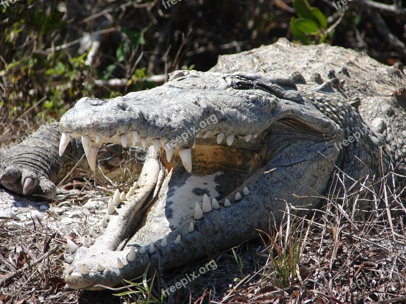 Head Crocodile Crocodiles Alligators Amphibians