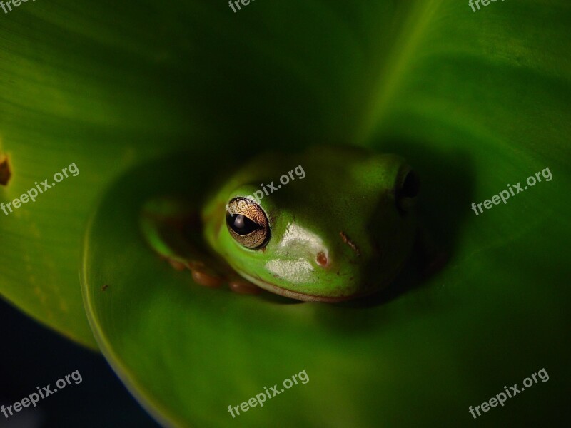 Animal Frog Amphibians Reptiles Animals