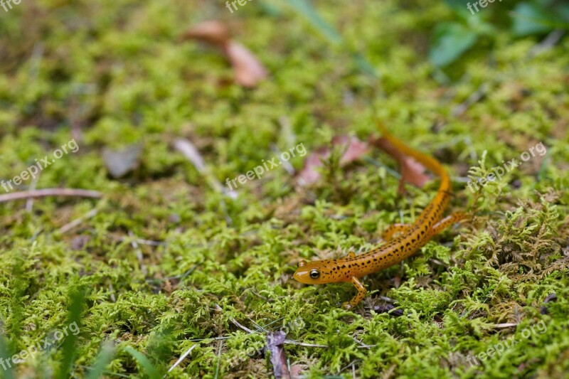 Animal Amphibian Salamander Longtail Longicauda