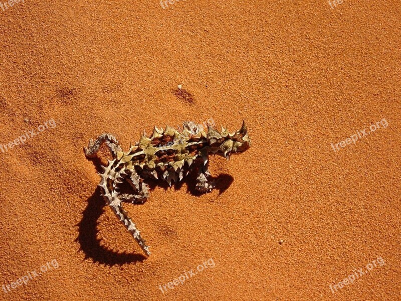 Thorny Dragon Thorny Devil Moloch Horridus Australian Lizard Mountain Devil