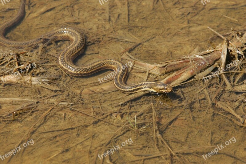 Area Muddy Through Slithers Snake