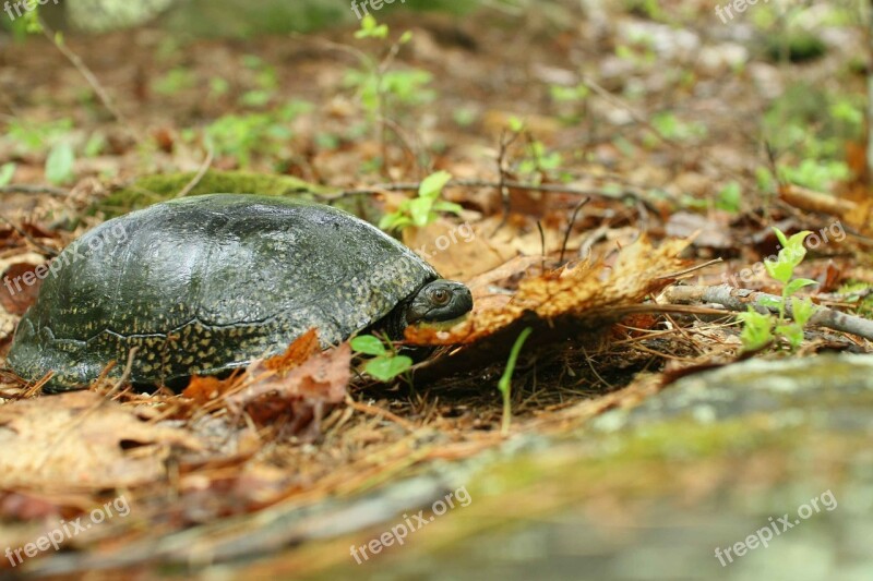 Blandingii Emydoidea Wild Ground Turtle