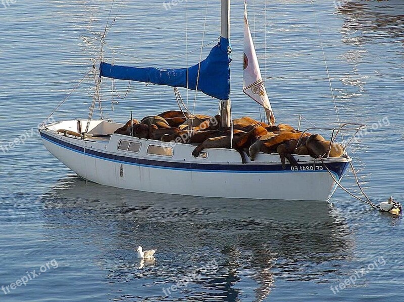 Boat Seal Lions Sea Seals