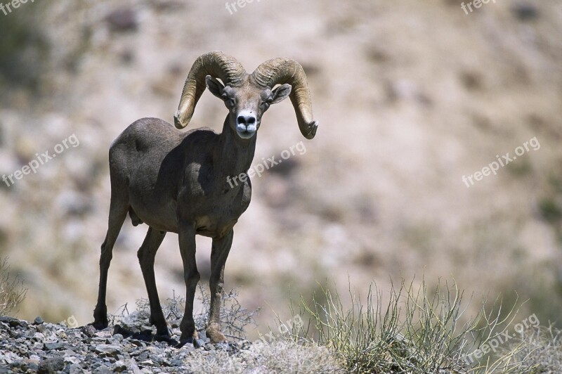 Female Sheep Bighorn Sheeps Animals