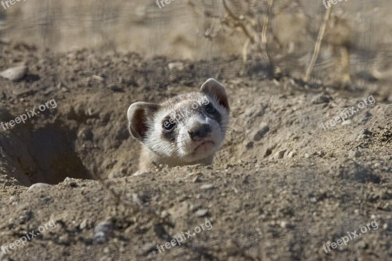 Animal Head Ferret Footed Black