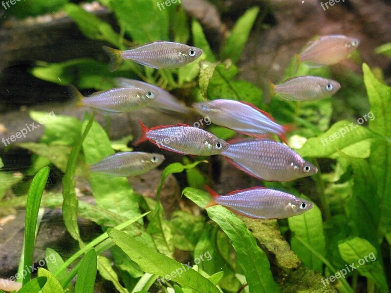 Fish Plants Aquarium Fishes Animals