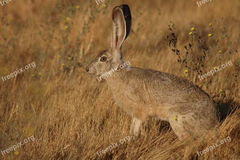 Californicus Lepus Jackrabbit Tailed Rabbit