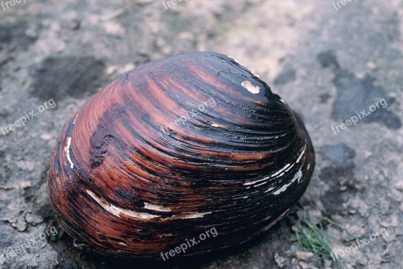 Abrupta L Orbiculata Lampsilis Pearlymussel