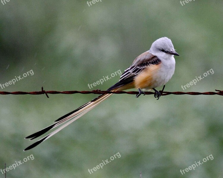 Forficatu Tyrannus Bird Flycatcher Tailed