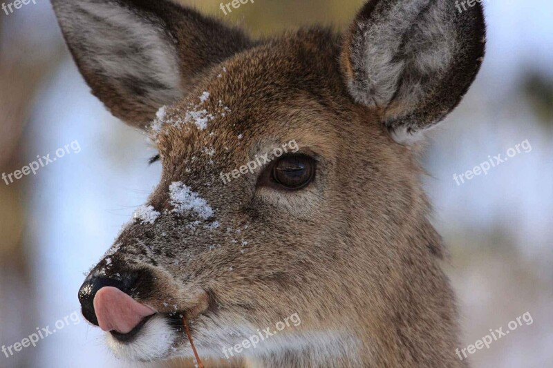 Elaphus Cervus Head Deer Deers