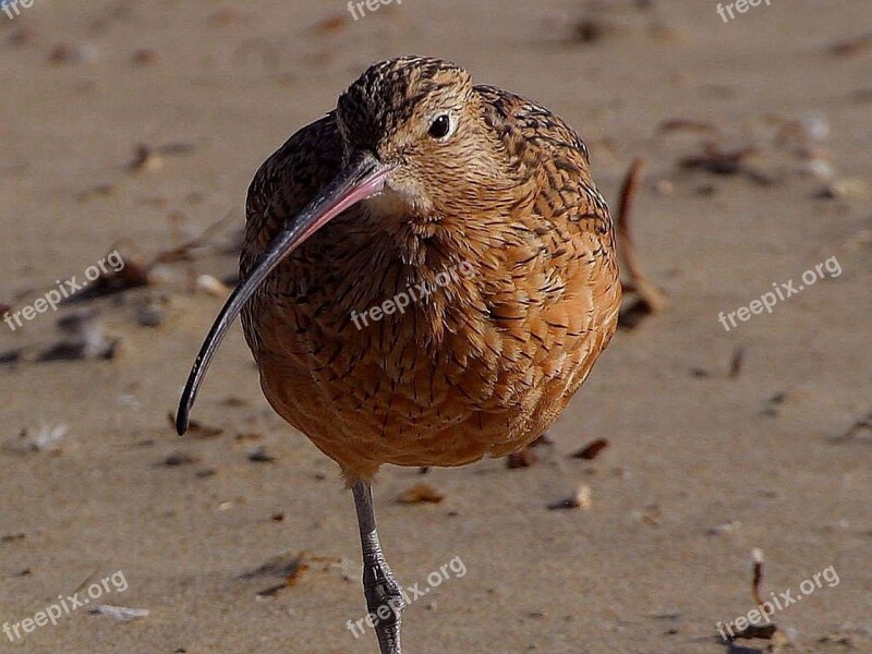 Alpina Calidris Dunlin Sandpiper Birds