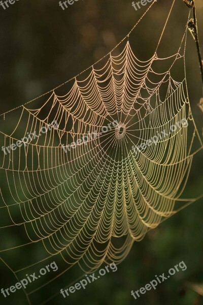 Sunrise It Dews Water Web