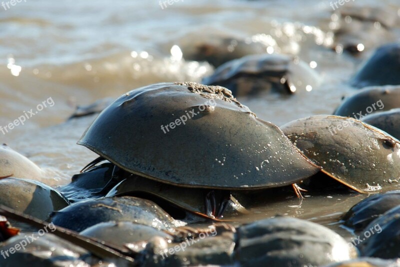 Coast Crab Horseshue Polyphemus Limulus