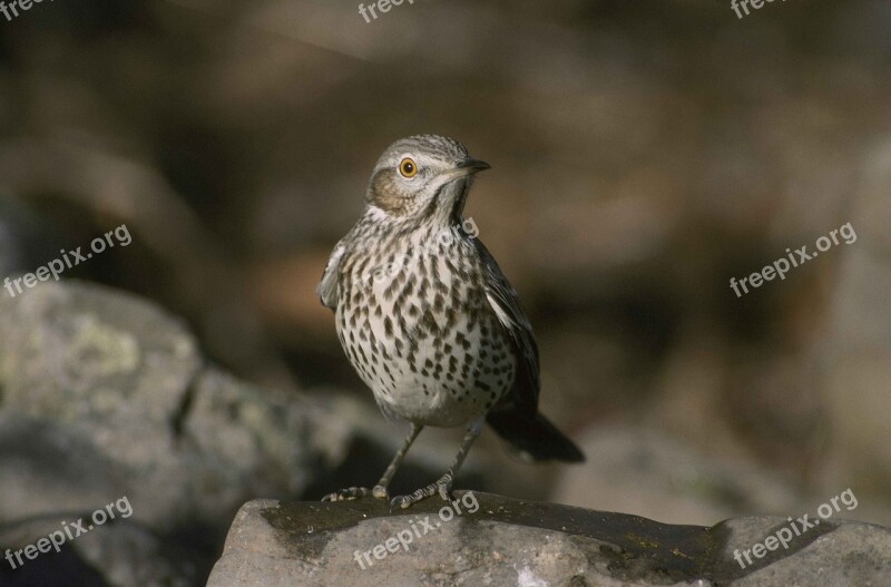 Montanus Oreoscoptes Bird Thraster Sage