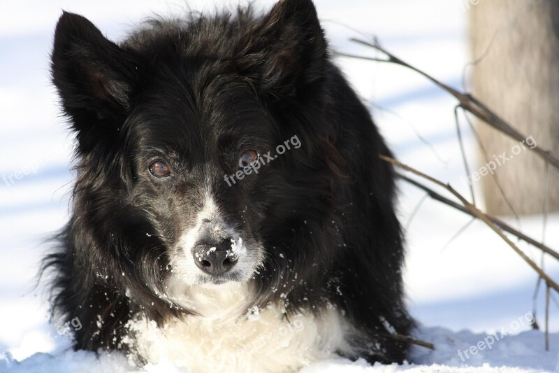 Snow Dog Collie Border Dogs