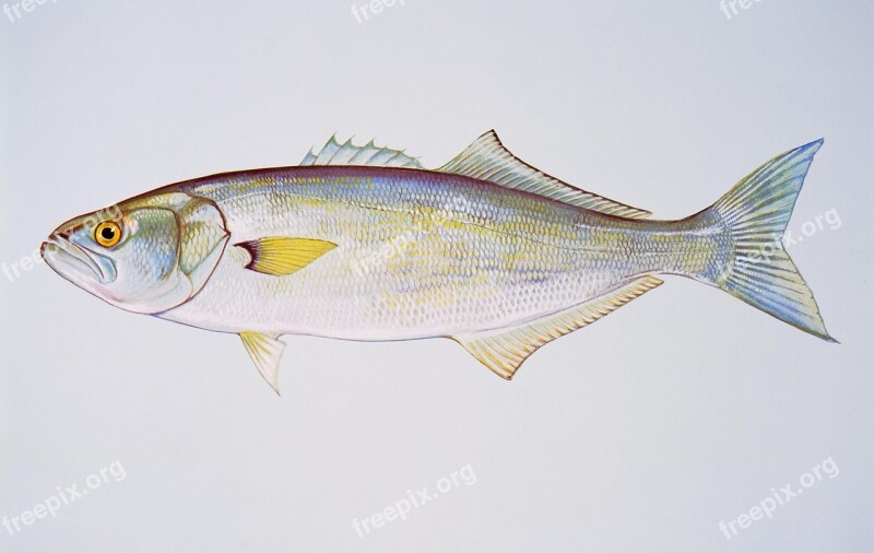 Bluefish Fishes Animals Fauna Free Photos