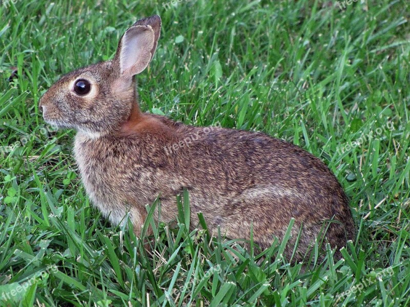 Grass Spring Rabbit Bunny Animals