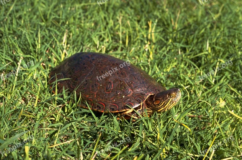 Turtle Slider Bend Big Turtles