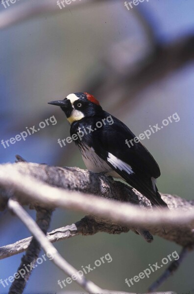 Formicivorus Melanerpes Acorn Bird Woodpecker