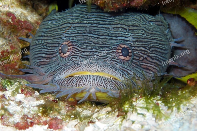 Toadfish Splendid Fishes Animals Fauna