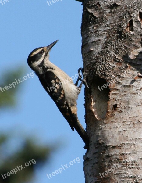 Villosus Picoides Hairy Bird Woodpecker