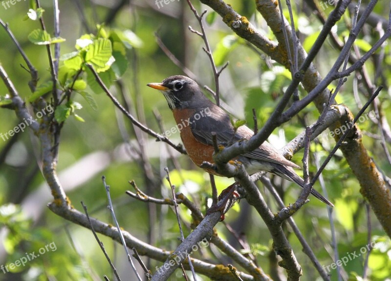 Migratorius Turdus Bird American Robin